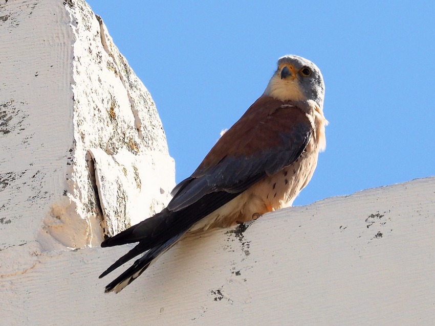 Grillai (Falco naumanni)